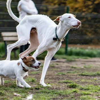 PetMD.best Independent Pet Health Review | March 2026 PetMD.best Independent Pet Health Review | March 2026